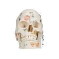 3B Scientific Deluxe Demonstration Skull, Dental Skull, 10 part, w/ 3B Smart Anatomy 1000059